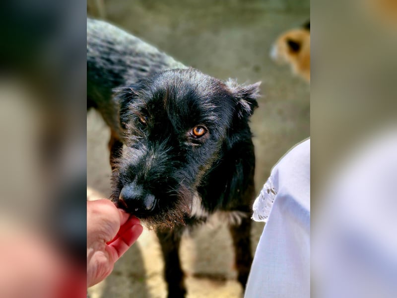 IGOR, ca 60cm, sucht liebevolles Zuhause