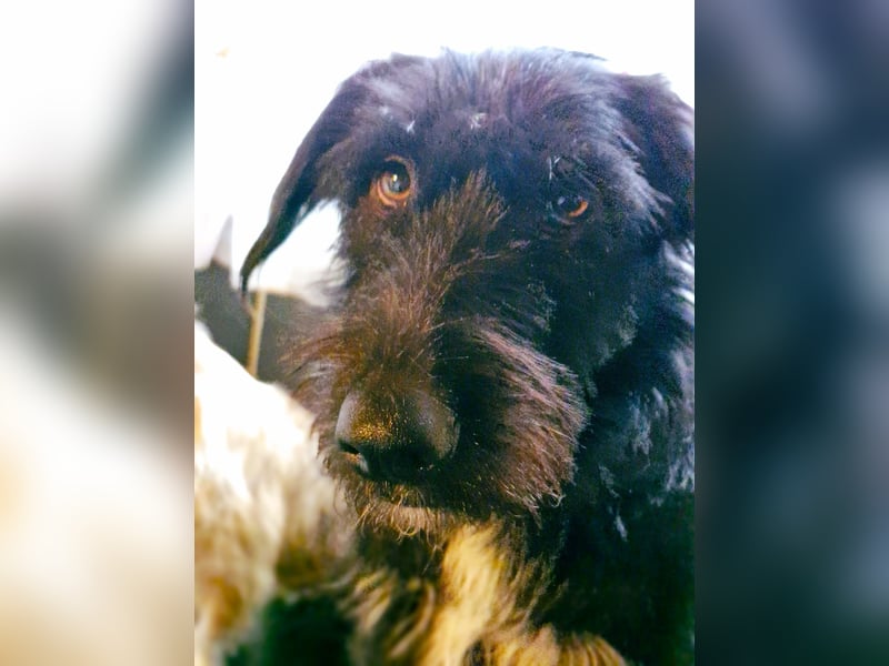 IGOR, ca 60cm, sucht liebevolles Zuhause