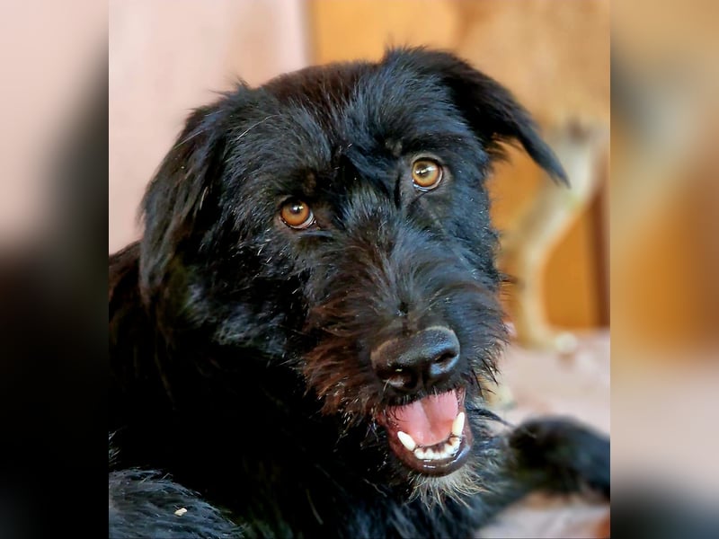 IGOR, ca 60cm, sucht liebevolles Zuhause