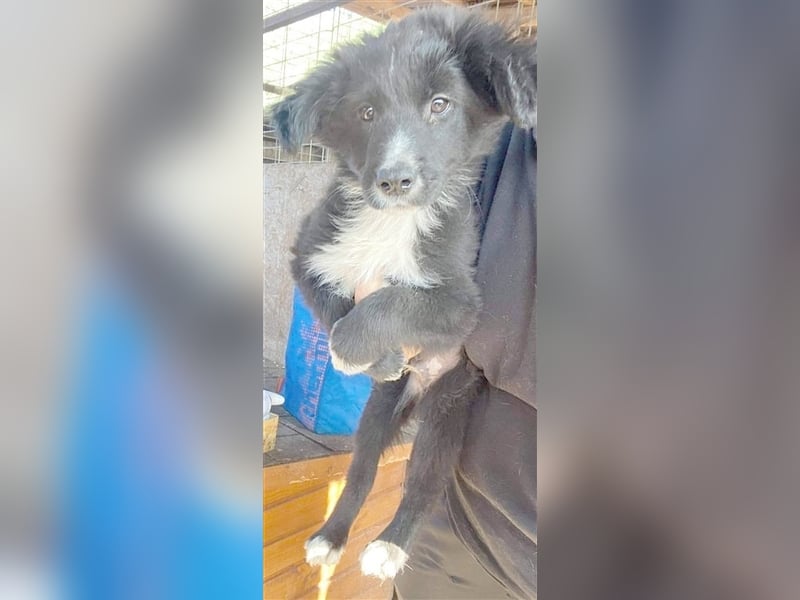 DINKY, zuckersüsser, kleiner Fratz. Der ideale Familienhund
