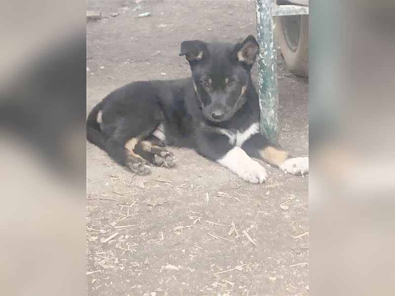 ARICO, bildhübscher Hundebub. Der ideale Familienhund