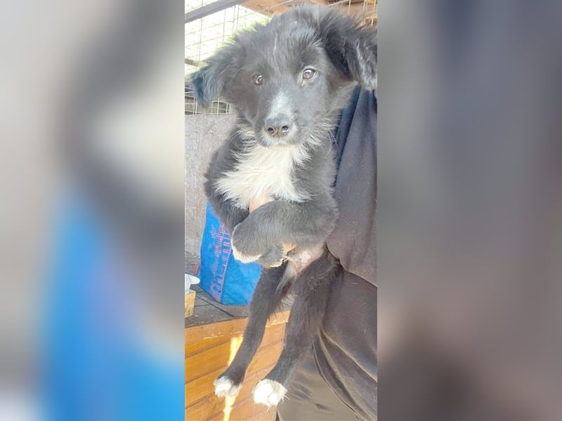 DINKY, der ideale Familienhund