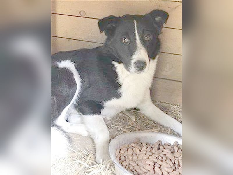 BENNY, der ideale Familienhund