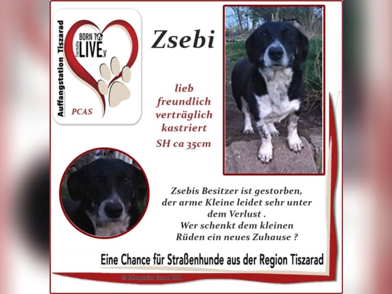 Zsebi