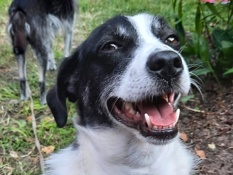 Traumhund Gustav sucht sein Traum-Zuhause!