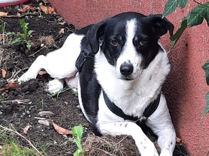 Traumhund Gustav sucht sein Traum-Zuhause!