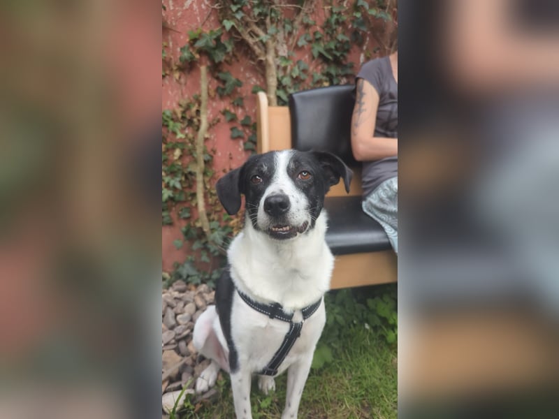 Traumhund Gustav sucht sein Traum-Zuhause!