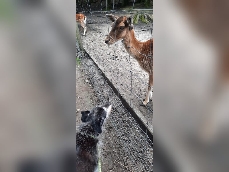 Traumhund Gustav sucht sein Traum-Zuhause!