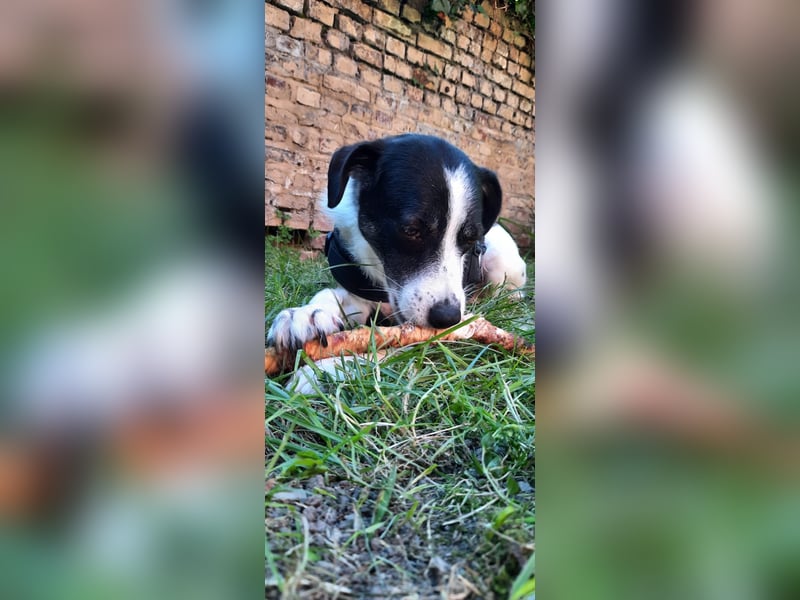 Traumhund Gustav sucht sein Traum-Zuhause!