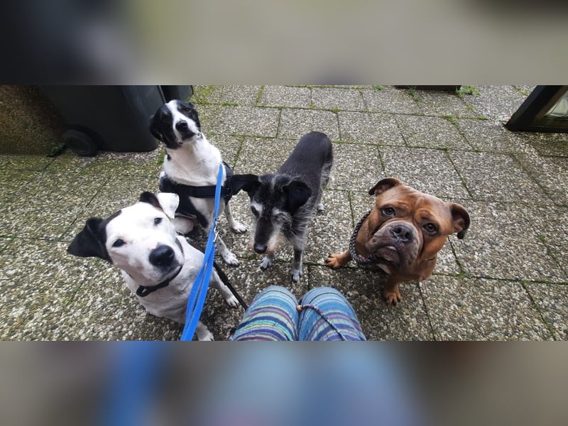 Traumhund Gustav sucht sein Traum-Zuhause!