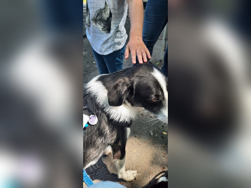 Traumhund Gustav sucht sein Traum-Zuhause!