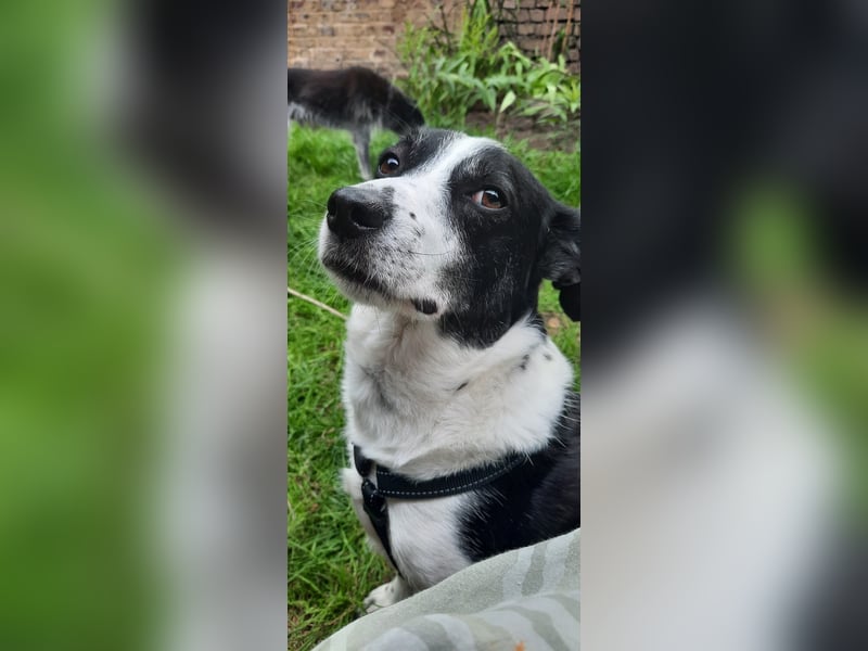 Traumhund Gustav sucht sein Traum-Zuhause!