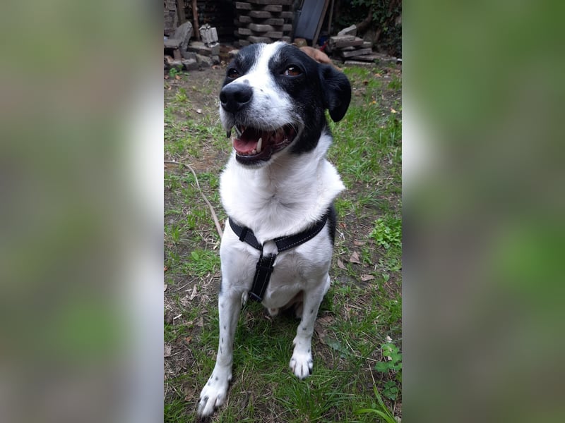 Traumhund Gustav sucht sein Traum-Zuhause!