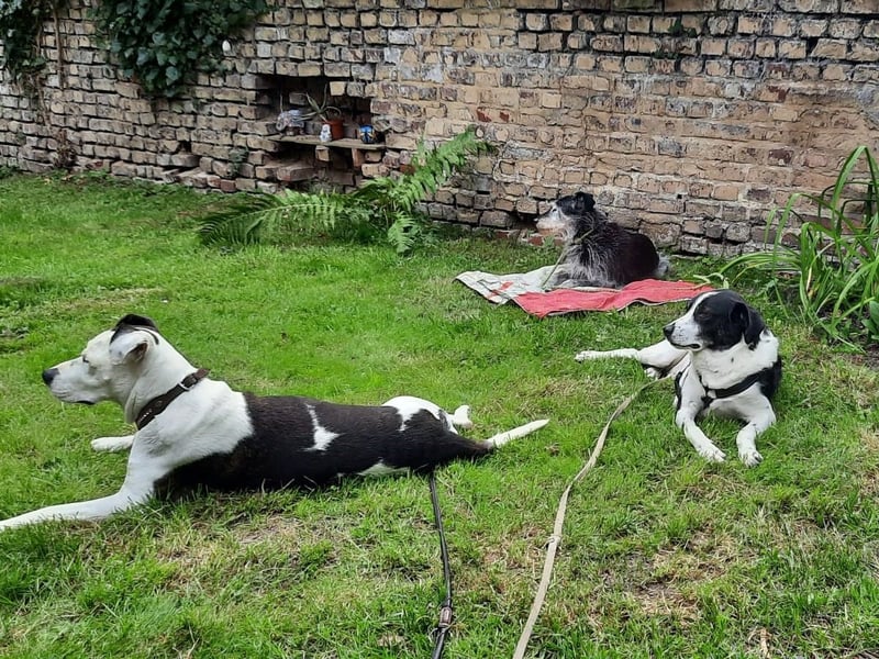 Traumhund Gustav sucht sein Traum-Zuhause!