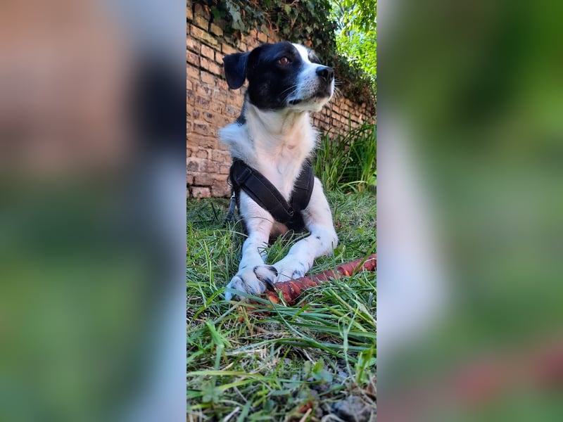 Traumhund Gustav sucht sein Traum-Zuhause!