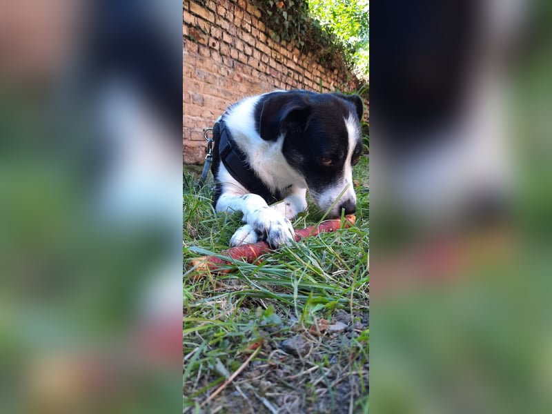 Traumhund Gustav sucht sein Traum-Zuhause!