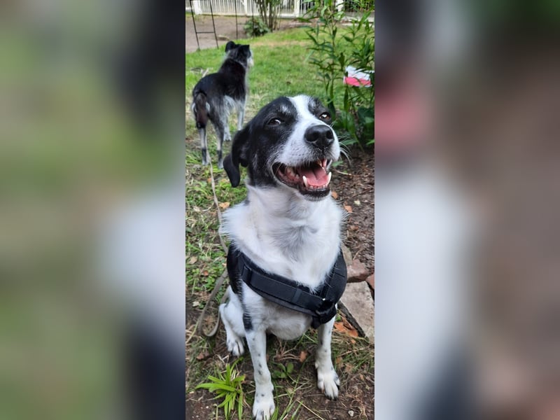 Traumhund Gustav sucht sein Traum-Zuhause!