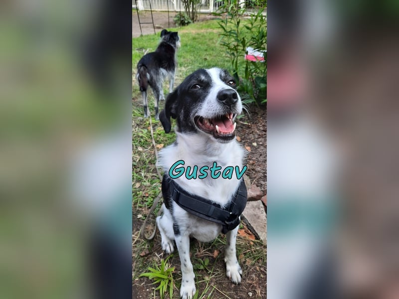 Traumhund Gustav sucht sein Traum-Zuhause!