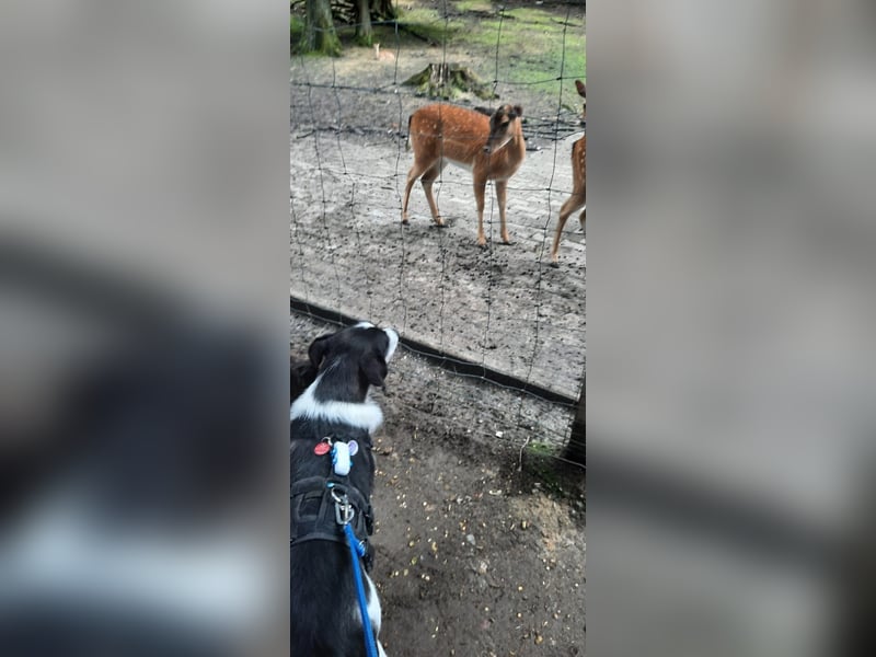 Traumhund Gustav sucht sein Traum-Zuhause!
