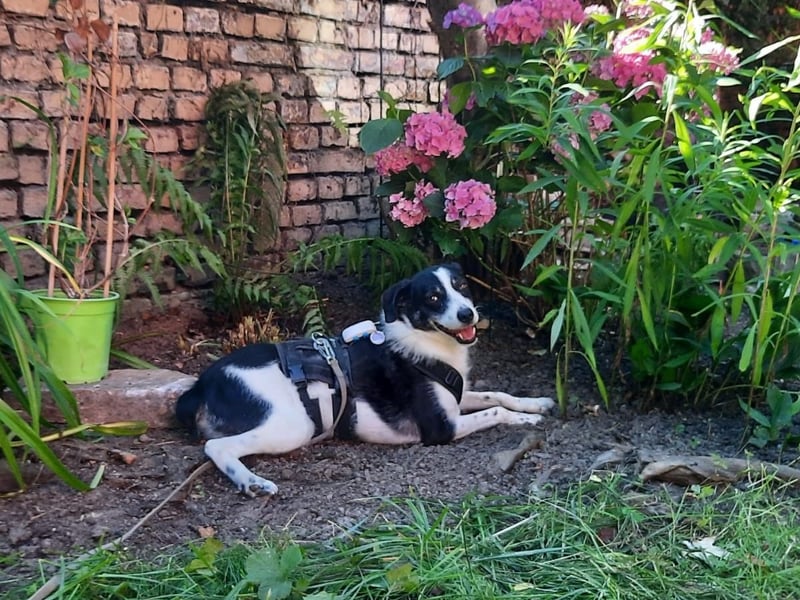 Traumhund Gustav sucht sein Traum-Zuhause!