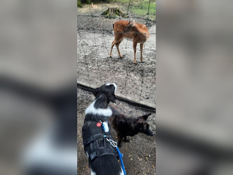 Traumhund Gustav sucht sein Traum-Zuhause!