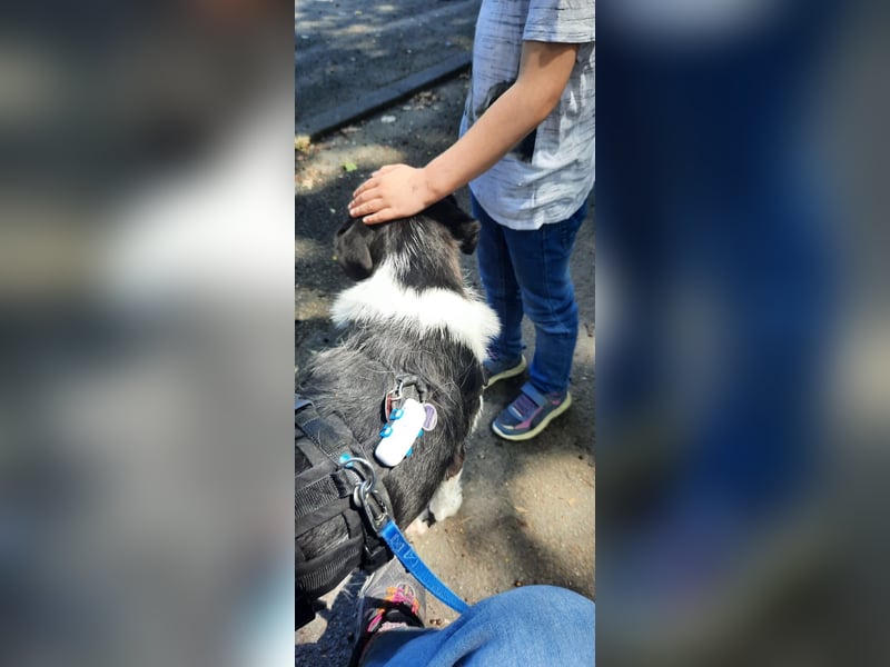 Traumhund Gustav sucht sein Traum-Zuhause!