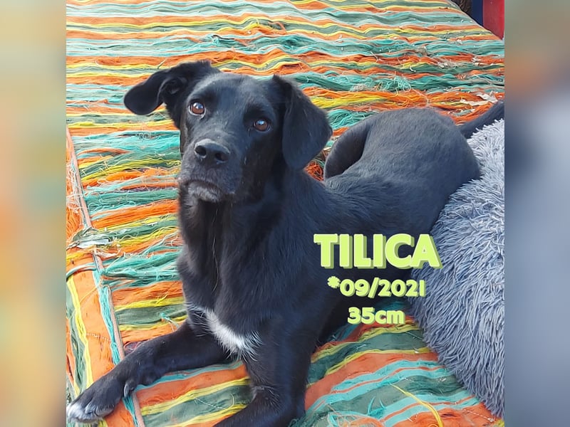 Tilica - kleiner, freundlicher Kerl