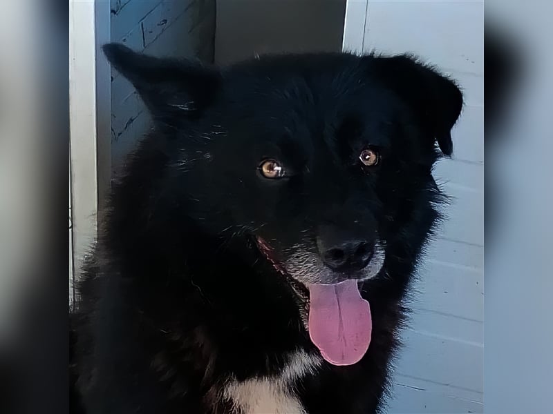 Bruce - Das Knickohr