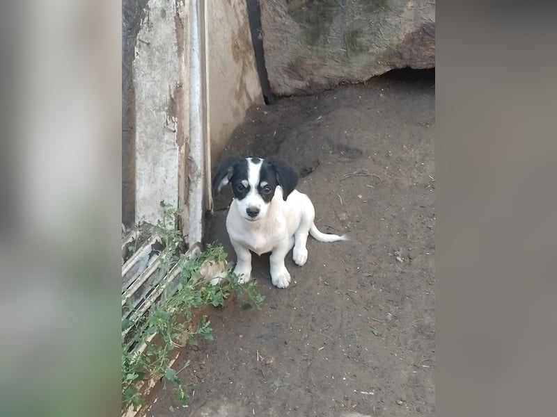 PANDA - so ein süßer Knopf