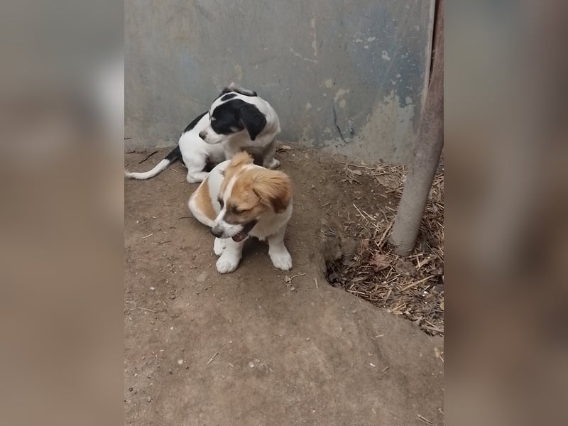 PANDA - so ein süßer Knopf