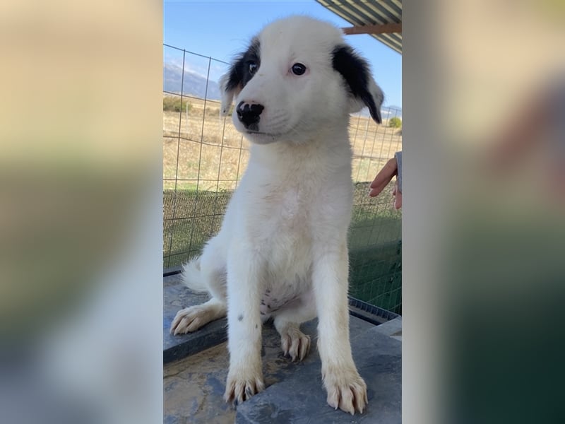 Akela, geb. ca. 06/2021, lebt in GRIECHENLAND, auf einem Gelände, auf dem die Hunde notdürftig vers