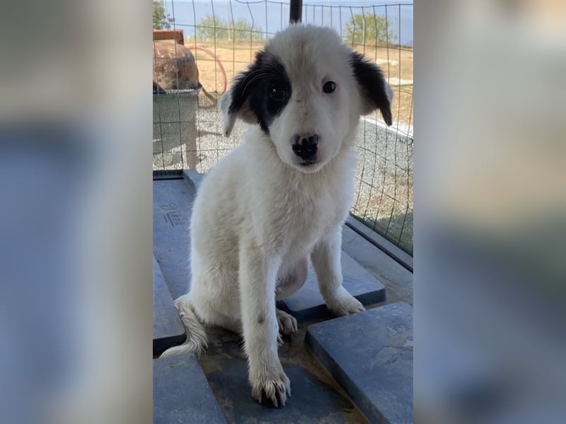 Akela, geb. ca. 06/2021, lebt in GRIECHENLAND, auf einem Gelände, auf dem die Hunde notdürftig vers