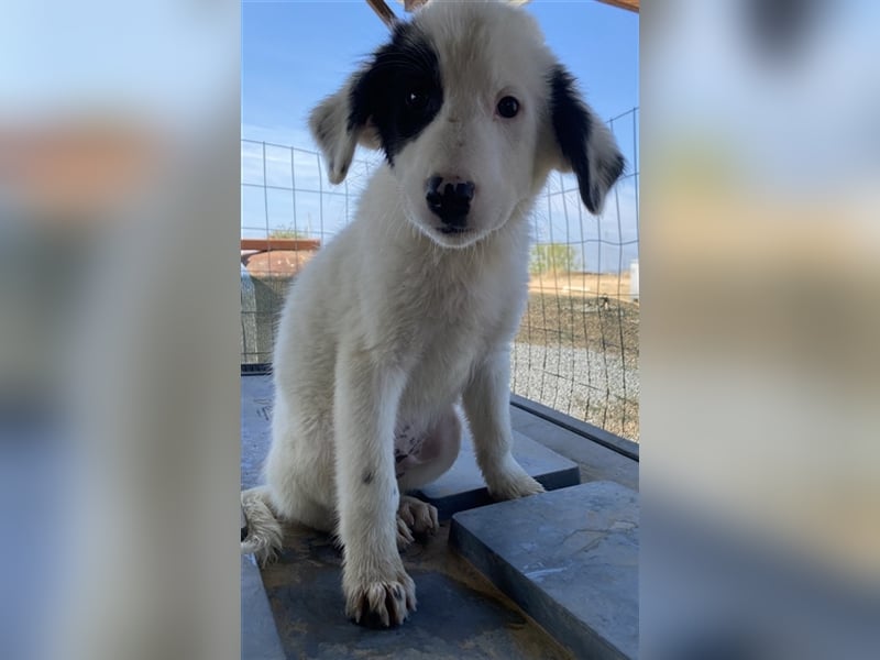Akela, geb. ca. 06/2021, lebt in GRIECHENLAND, auf einem Gelände, auf dem die Hunde notdürftig vers