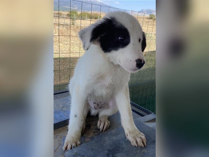 Akela, geb. ca. 06/2021, lebt in GRIECHENLAND, auf einem Gelände, auf dem die Hunde notdürftig vers