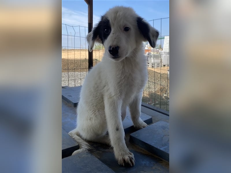 Akela, geb. ca. 06/2021, lebt in GRIECHENLAND, auf einem Gelände, auf dem die Hunde notdürftig vers