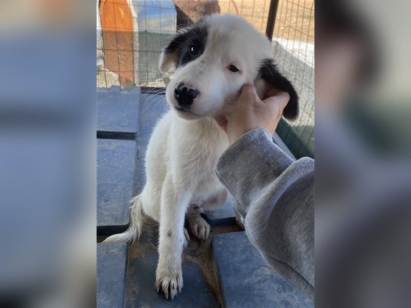 Akela, geb. ca. 06/2021, lebt in GRIECHENLAND, auf einem Gelände, auf dem die Hunde notdürftig vers