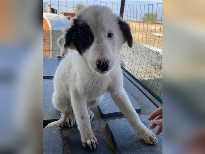 Akela, geb. ca. 06/2021, lebt in GRIECHENLAND, auf einem Gelände, auf dem die Hunde notdürftig vers