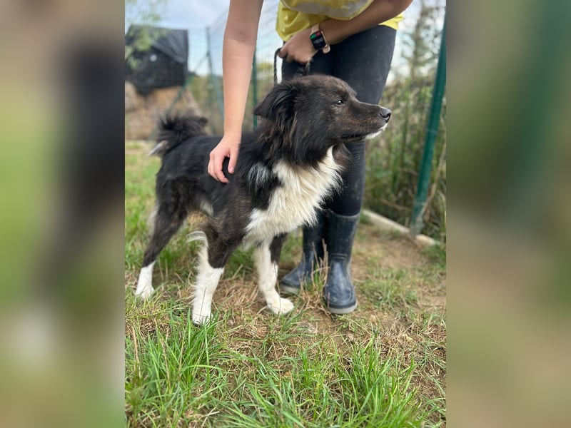 JASPER - wer zeigt dem hübschen Kerlchen, wie schön ein Hundeleben sein kann?