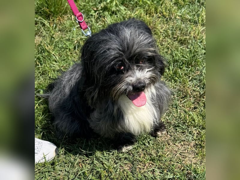 MICHA - kleiner Wuschelbub sucht seine Familie!