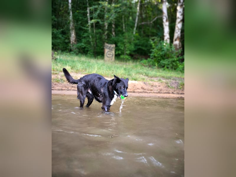 Bucky - Liebenswerter, junger Mann sucht seine Familie für immer