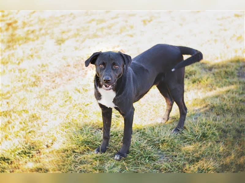Fredy - Der Gartenhelfer sucht sein Zuhause für immer