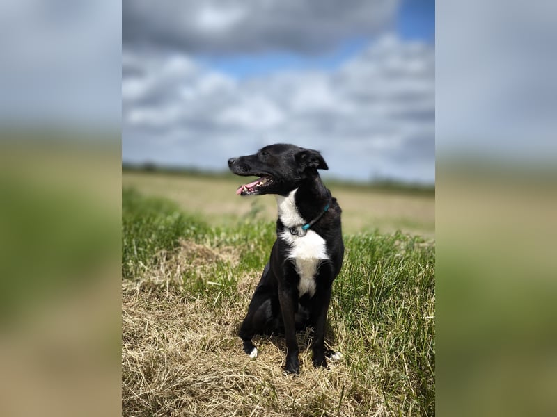 Bucky - Liebenswerter, junger Mann sucht seine Familie für immer
