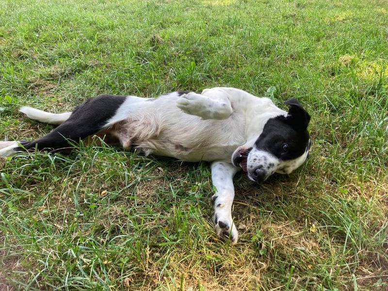 Rollihund FELIX - der wundervolle, hübsche Rüde liebt Ballspiele und das Leben