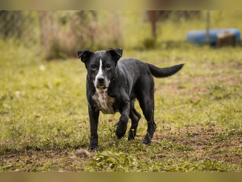 SHERLOCK - der neugierige und aktive Senior würde sich über eine eigene Familie sehr freuen