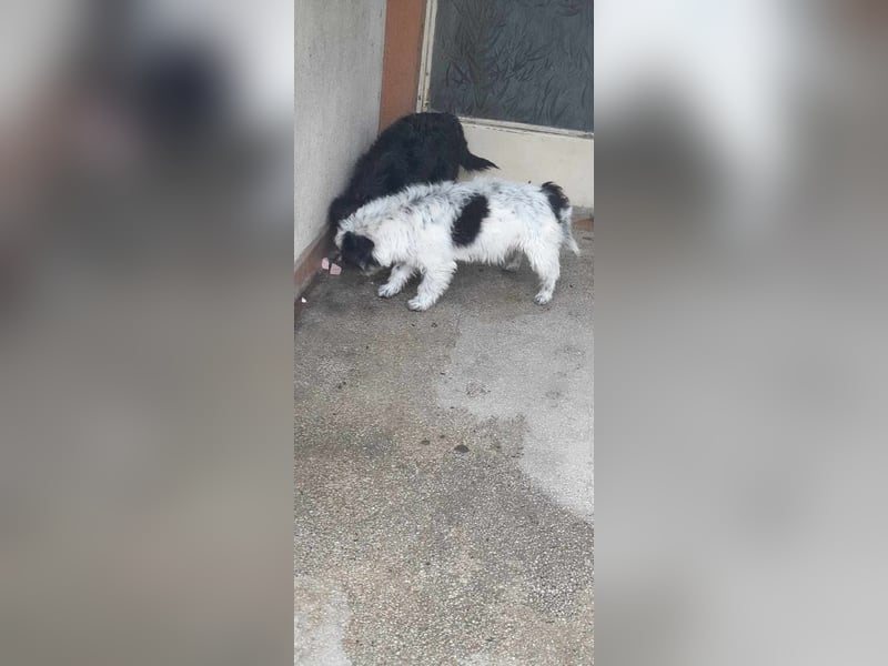 Tom & Jerry - zwei kleine, verlassene Brüder