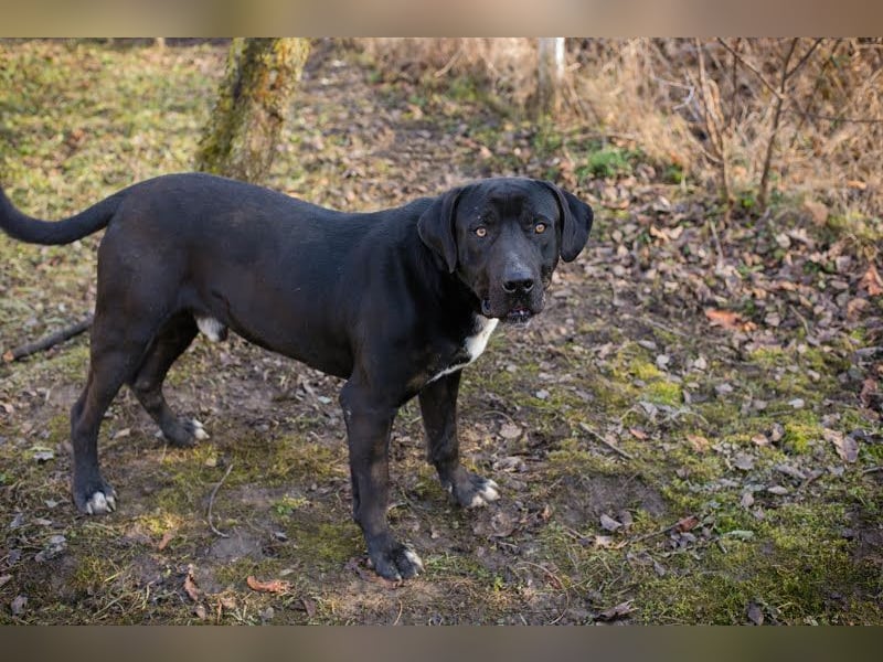 PIPER - der junge Wilde ist etwas grobmotorisch und sucht eine aktive, hundeerfahrene Familie