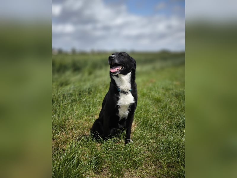 Bucky - Liebenswerter, junger Mann sucht seine Familie für immer