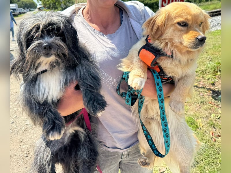 Chipnummer 248561 - Kleiner Wuschelwelpe sucht seine Familie