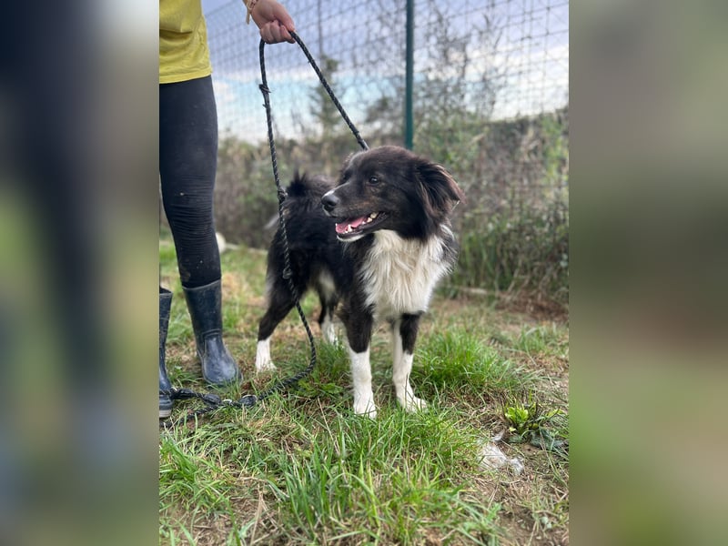JASPER - wer zeigt dem hübschen Kerlchen, wie schön ein Hundeleben sein kann?