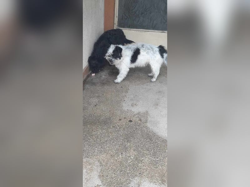 Tom & Jerry - zwei kleine, verlassene Brüder